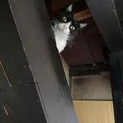 ころもの画像