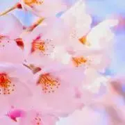 あんころの画像