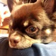 パンダヒーロー