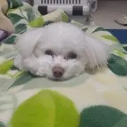 ゆか