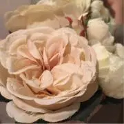 Amecoの画像