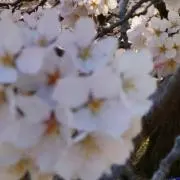 エイプリルの画像