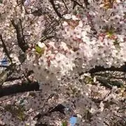 レモン