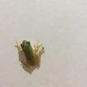 マロンの画像