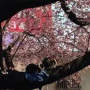 タルタルトマトの画像