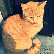 工科大