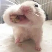 みくの画像