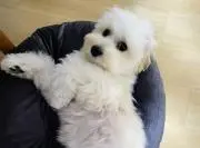 ichomeの画像