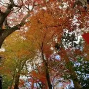 みの画像