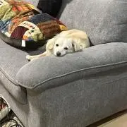 ジョージ