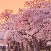 nozomyの画像