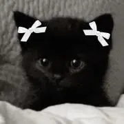 びびんばʚïɞ.•の画像