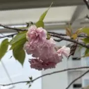 MUUの画像