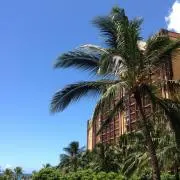 alohaの画像