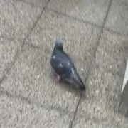 あかさたな