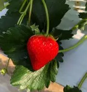 いちまま