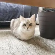 キヨぽん