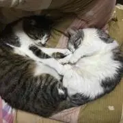 にゃん