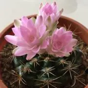 ゆずの画像