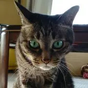 ケイコ