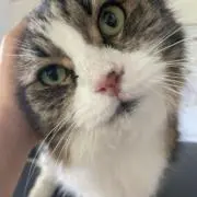 KKKの画像