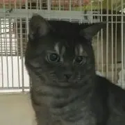 鈴