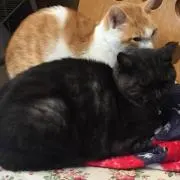 よろずや橋本の画像