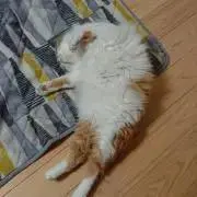 かまぼこの画像