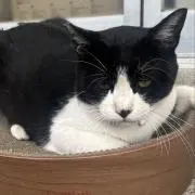 クロ