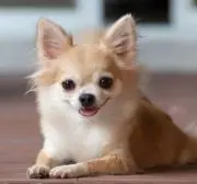 ペペの画像