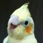 とろ※プロフ閲覧推奨※の画像