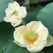 あっこの画像