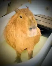 Capibaraの画像