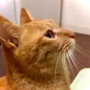 フエキの画像