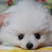 KEIの画像