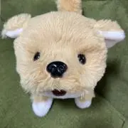 わんダフルの画像