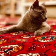 トルクメニスタンBAZAARの画像