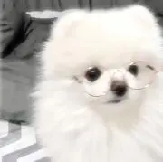 あんぱんの画像