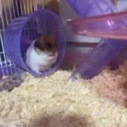 はるか