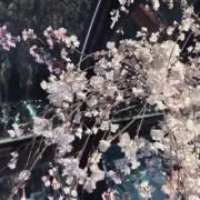 まにの画像