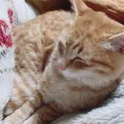 限界大学生