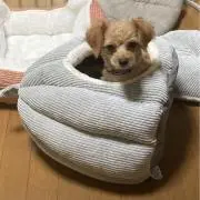 ざいざい
