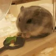 はな