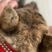オニギリの画像
