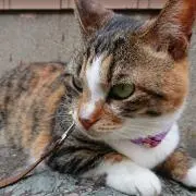 さっちゃん