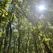 キングヌの画像
