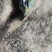 カペタの画像