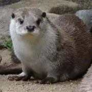 あやか