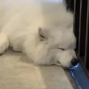サモの画像
