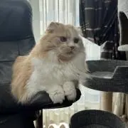 ミニーちゃんの画像